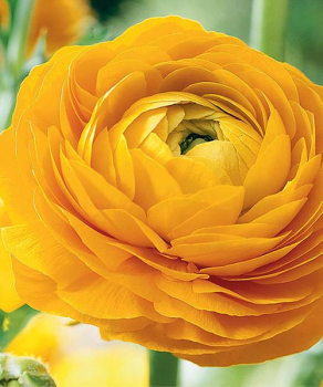 Лютики Yellow, 5 шт