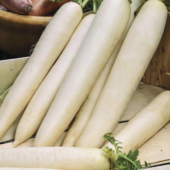 Редька Дайкон Миновазе GSN, 500 г