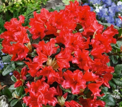 Рододендрон карликовый Скарлет Вондер