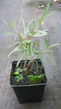 Ива Ангустифолия (Р9)