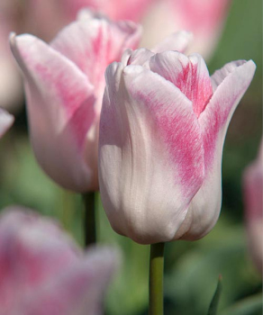 Тюльпан Киоко Такахаши (Kyoko Takahashi), 2 шт