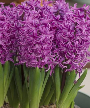 Гиацинт Пол Герман (Paul Hermann)