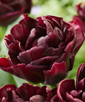 Тюльпан Кеньйон (Canyon), 2 шт