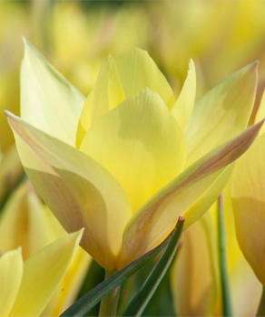 Тюльпан Хонки Тонк (Honky Tonk), 5 шт