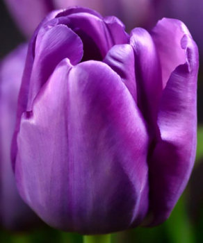 Тюльпан Purple Rain, 2 шт