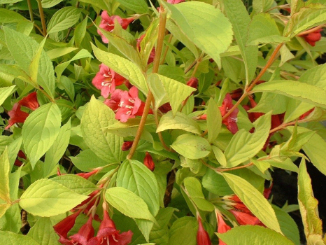 Вейгела цветущая Ауреа (Р9)