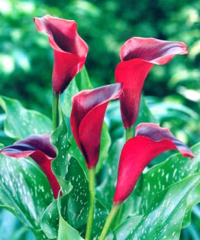 Калла Callafornia Red