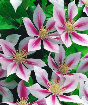 Клематис Andromeda