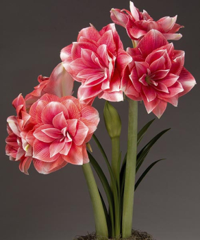 Гіппеаструм Дабл Дрім (Double Dream)