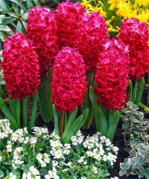 Гиацинт Скарлет Перл (Scarlet Pearl)