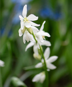 Пролесок Сиберика Альба (Siberica Alba), 5 шт
