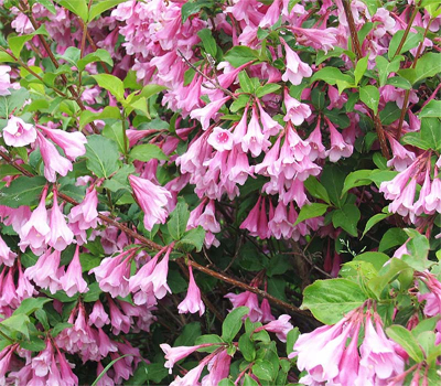 Вейгела Пурпуреа