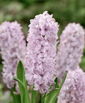 Гиацинт Топ Хит (Top Hit)