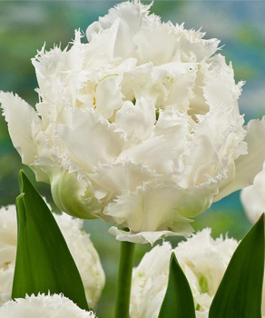 Тюльпан Сноу Кристал (Snow Crystal), 2 шт