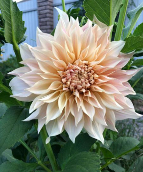 Жоржина Cafe Au Lait