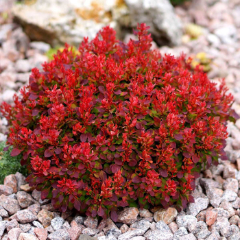 Барбарис средний Ред Джевел (Р9)