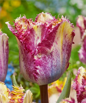 Тюльпан Колор Фьюжн (Colour Fusion), 2 шт