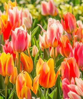 Тюльпан Фан Колорс (Fun Colors), 2 шт