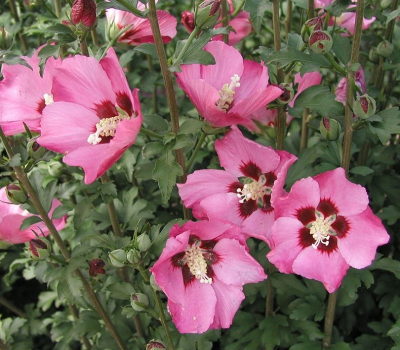 Гибискус древовидный розовый