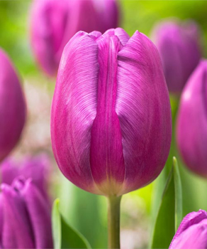 Тюльпан Перпл Флег (Purple Flag), 2 шт