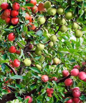 Яблоня дерево сад (Белый налив + Голден делишес + Симиренко)