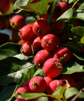 Яблоня райская дерево сад (желтая + красная)