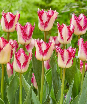 Тюльпан Пешн Плей (Passion Play), 2 шт