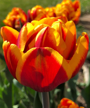 Тюльпан Шелл (Shell), 2 шт