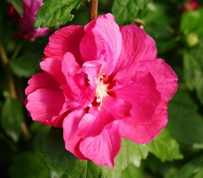 Гибискус сирийский Дюк де Брабант