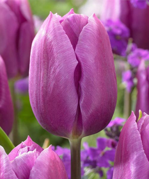 Тюльпан Блу Бьюти (Blue Beauty), 2 шт