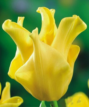 Тюльпан Yellow Crown, 2 шт