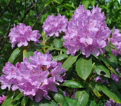 Рододендрон катевбинский Boursault