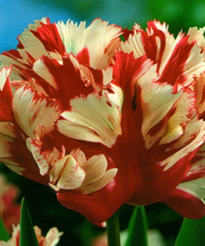 Тюльпан Estella Rijnveld, 2 шт