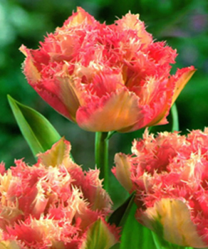 Тюльпан Cool Crystal, 2 шт