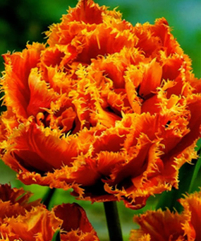 Тюльпан Gold Dust, 2 шт