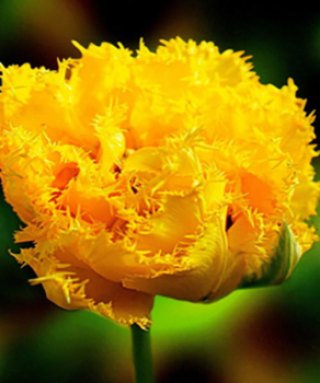 Тюльпан Moonamour, 2 шт