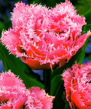 Тюльпан Queesland, 2 шт