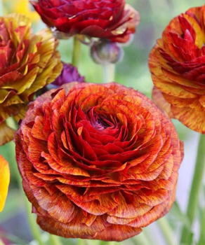 Лютики Авив Пикоте Кафе (Aviv Picotee Cafe), 5 шт