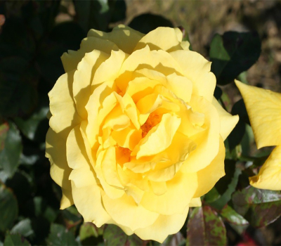 парковая роза Чайнатаун (Chinatown)