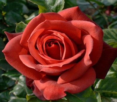 Троянда чайно-гібридна Терракотта (Terracotta)