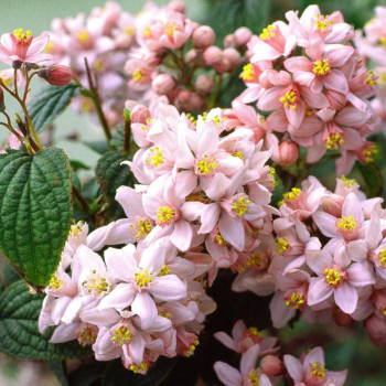 Дейция гибридная Монт Роуз (Mont Rose)