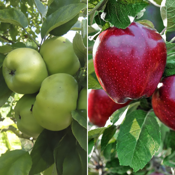 Яблуня дерево сад (Донешта + Ред Чіф)