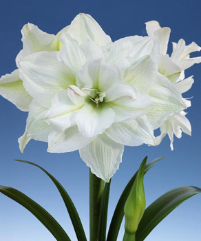 Гіппеаструм Акіко (Akiko)