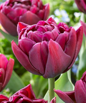 Тюльпан Елісон Бредлі (Alison Bradley), 2 шт