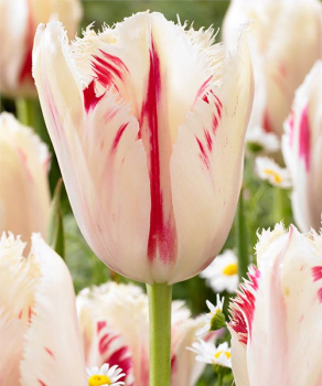 Тюльпан Карусель (Carrousel), 2 шт