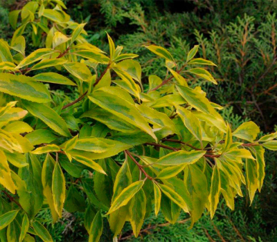 Форзиция Голден Таймс (Golden Times)