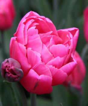 Тюльпан Sunset Tropical, 2 шт