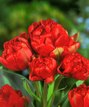 Тюльпан Toronto Double, 2 шт