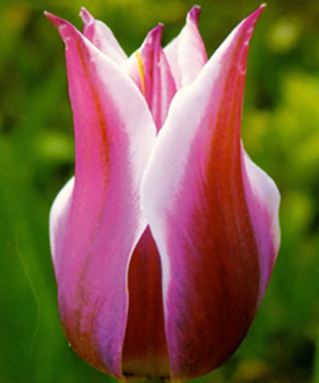 Тюльпан Ballade, 2 шт