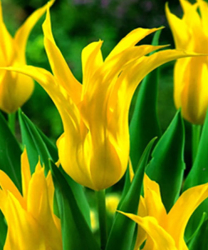 Тюльпан Ballade Gold, 2 шт